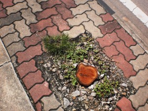 KESAN pokok yang ditebang secara haram di sekitar George Town bagi memenuhi perniagaan papan iklan ‘haram’.