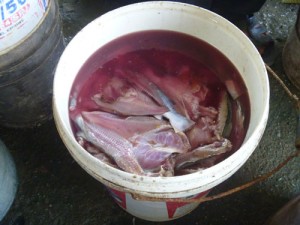 IKAN gelama dan ikan duri yang direndam untuk dijadikan produk ikan kering.