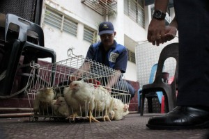 BEBERAPA ekor ayam hidup yang dirampas ketika serbuan dibuat oleh Penguatkuasa MPPP di sebuah kedai runcit, di sini, baru-baru ini.