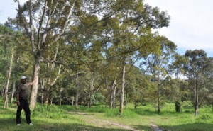 SYED Kali Maricar menunjukkan dusun durian di bawah jagaannya di lereng bukit Kampung Pondok Upeh, Balik Pulau.