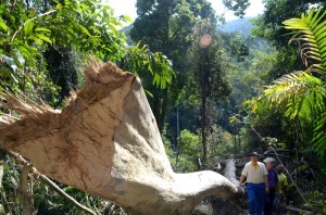 POKOK gaharu yang baru ditebang secara haram oleh pihak tidak bertanggungjawab.