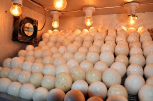 TELUR-telur ayam piru yang dieram dalam mesin inkubator.