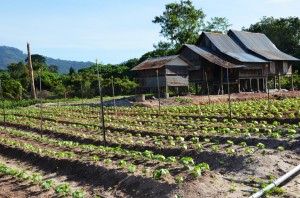 SELAIN ternakan, projek pertanian sayur-sayuran turut diusahakan.