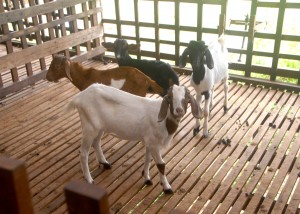 Tidak melancong komited jaga kambing peliharaan – Buletin 