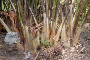 TANDAN bunga pokok nipah yang sedia dituai.