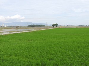 SUASANA bendang yang menghijau di Kampung Permatang Rawa Hujung, Seberang Jaya, SPT.