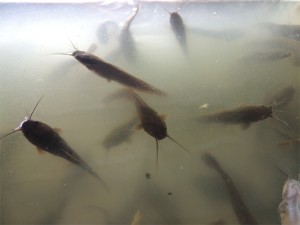 ANAK-anak ikan keli. 