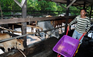 MENGURUSKAN kandang ternakan. 