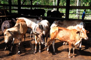 LEMBU-lembu tempatan yang diternak. 