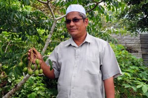 PAK Latif menunjukkan buah kedondong yang ditanam beliau untuk pembuatan jeruk. 