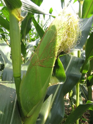 JAGUNG manis yang tumbuh subur. 