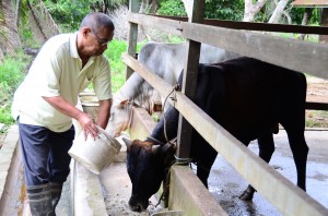 MD. Zain Salleh meletakkan makanan kepada lembu-lembunya. 