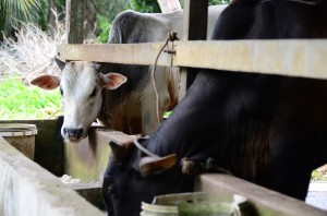 SEBAHAGIAN lembu ternakan baka tempatan yang dibela. 
