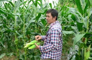 OOI Han Pore memetik hasil tanaman jagungnya. 
