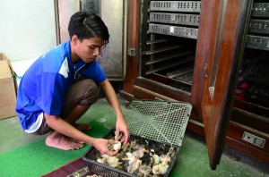 ANAK-anak ayam piru yang baru menetas.