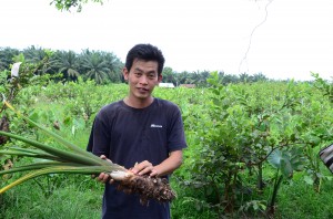 NG Lean Hooi menunjukkan isi keladi yang ditanam beliau. 