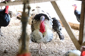 BAKA ayam piru import yang diternak.
