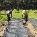 DUA pekerja sedang memasang jaring bagi menutup sayur sawi yang baru ditanam.  