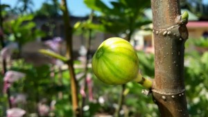 BUAH tin jenis Panache Tiger yang mana keistimewaanya adalah permukaan ia yang berjalur.