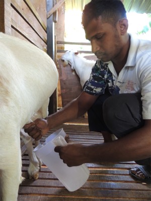 DIN sedang memerah susu kambing peliharaannya.