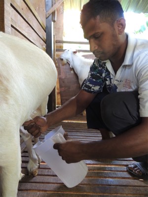 DIN sedang memerah susu kambing peliharaannya. 