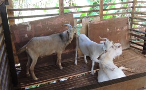 KAMBING jenis Saanen yang diternak.