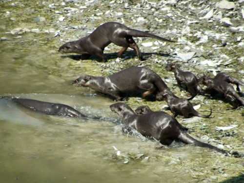 otters