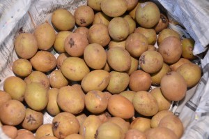 BUAH ciku yang sedia untuk dipasarkan.