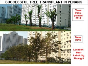 在槟州，成功被移植的树木。