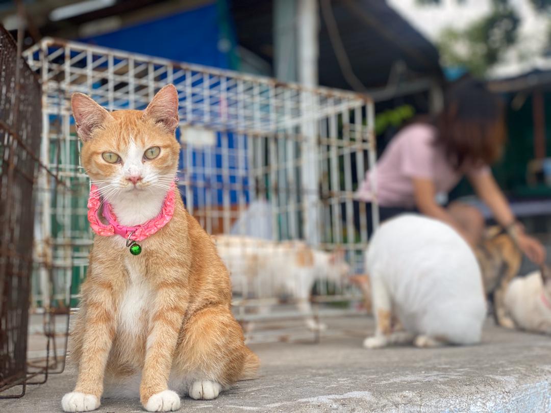 Cat Beach Sanctuary In Penang A Purr Fect Getaway For Avid Cat Lovers Buletin Mutiara