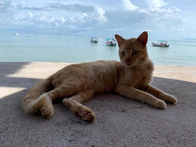Cat Beach Sanctuary in Penang A purrfect getaway for avid cat lovers