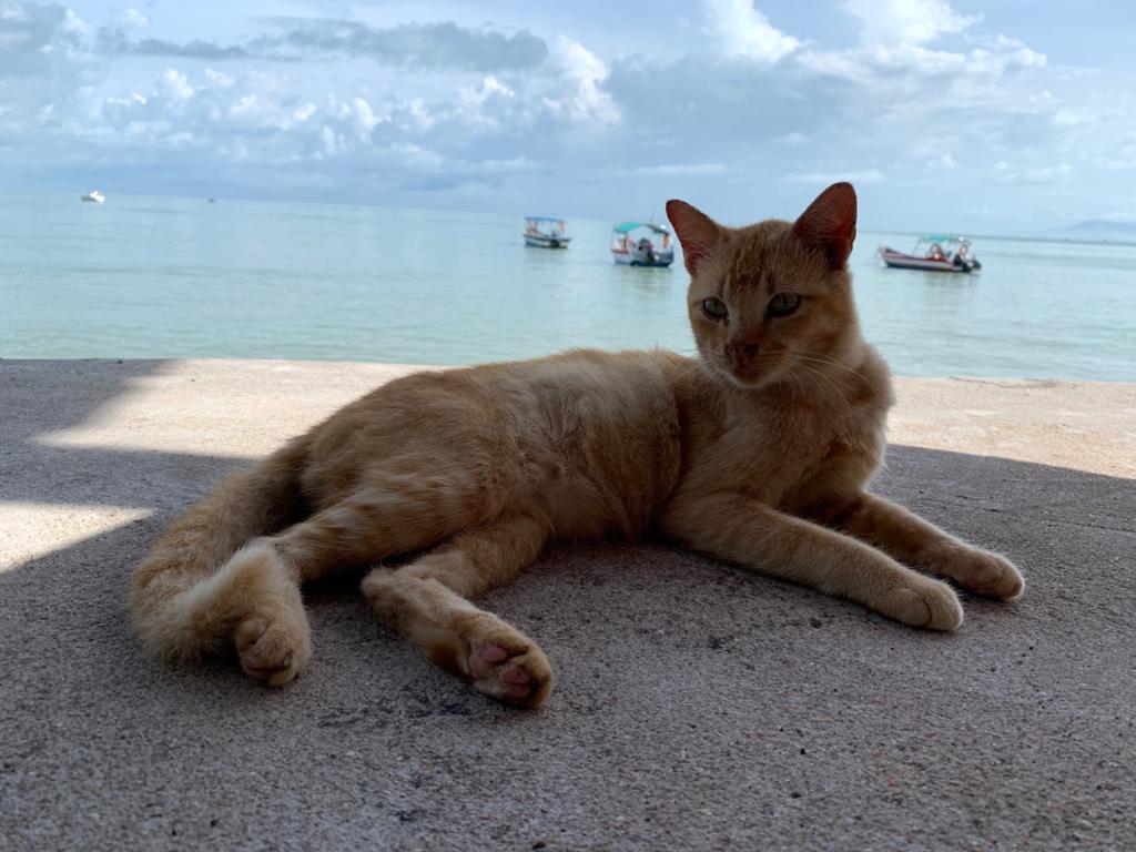 Cat Beach Sanctuary in Penang A purrfect getaway for avid cat lovers