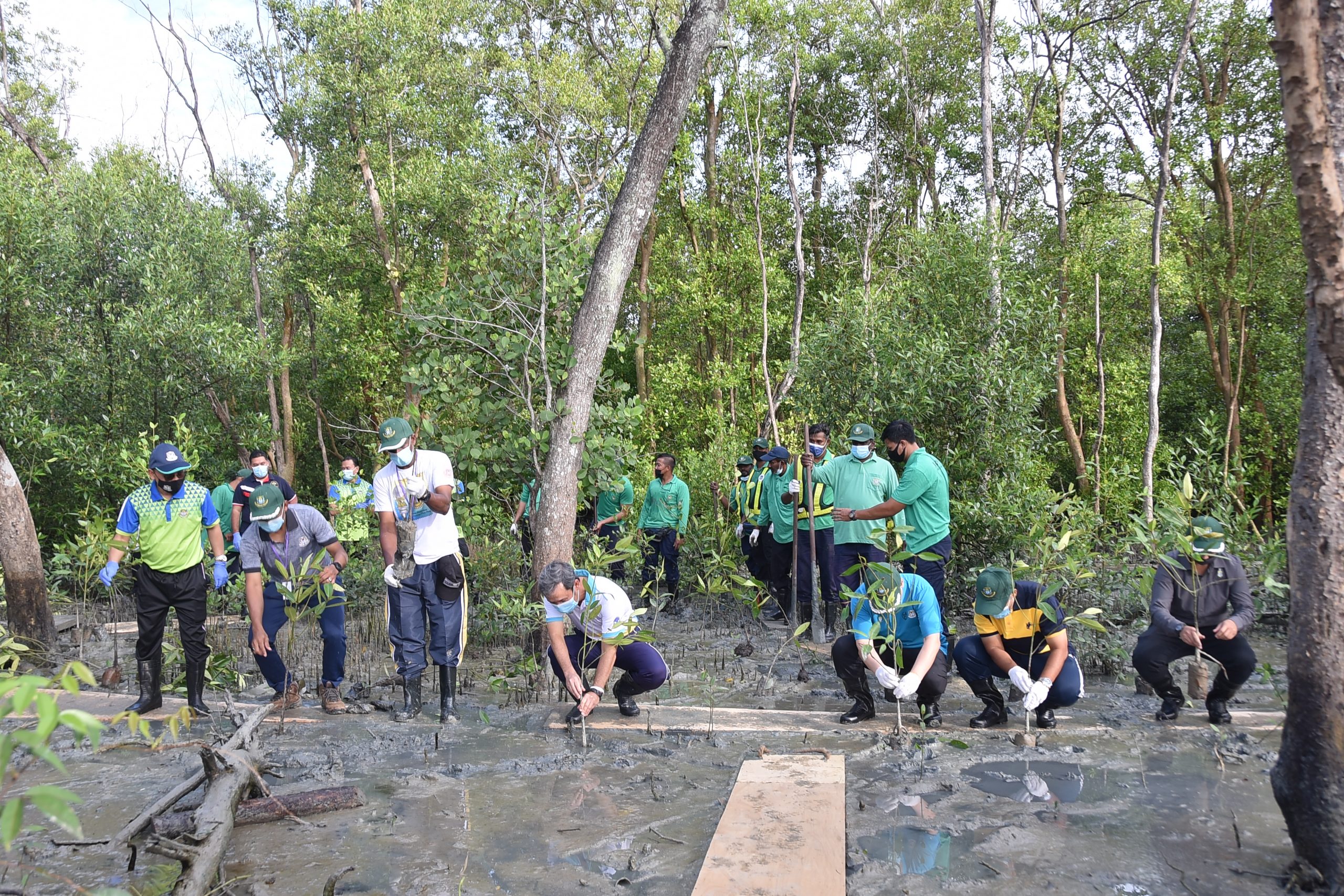 Bakau pokok Malaysian Nature