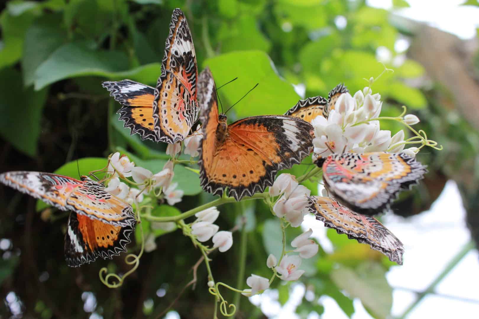 Entopia enters into hibernation | Buletin Mutiara