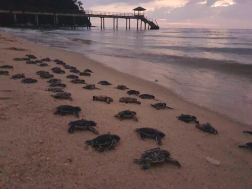 img 20250624 wa0095 edit 170584372075341