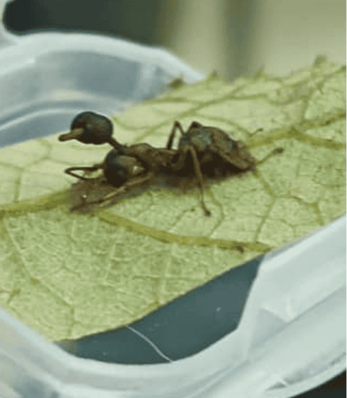 zombit ant