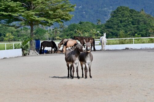 7b5483bc 64a6 451b b262 9c7e0afa662d