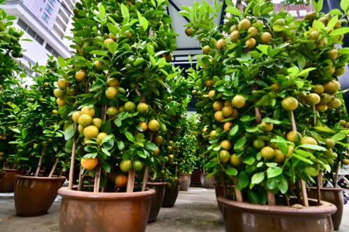 whatsapp image 2026 01 22 at 8.18.50 am