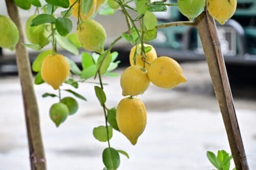 whatsapp image 2026 01 22 at 8.18.52 am (1)