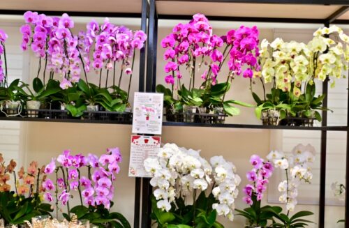 whatsapp image 2026 01 22 at 8.19.00 am (1)