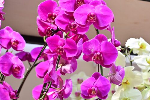 whatsapp image 2026 01 22 at 8.19.00 am (2)