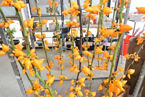 whatsapp image 2026 01 22 at 8.19.00 am