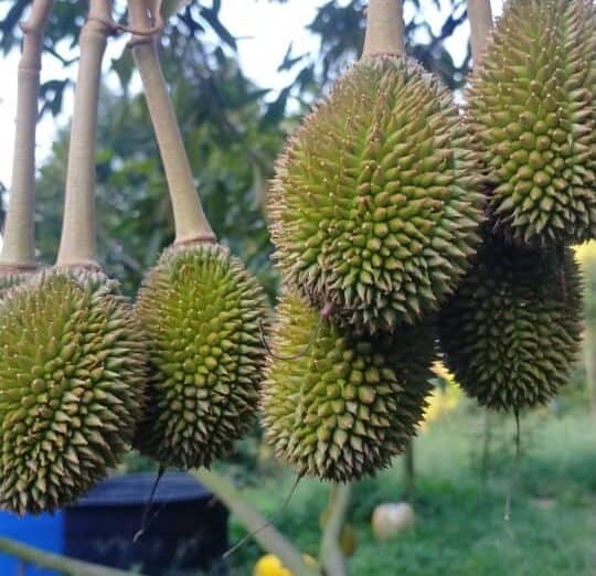 fc1d17e6 014a 4458 9032 07741f981a95