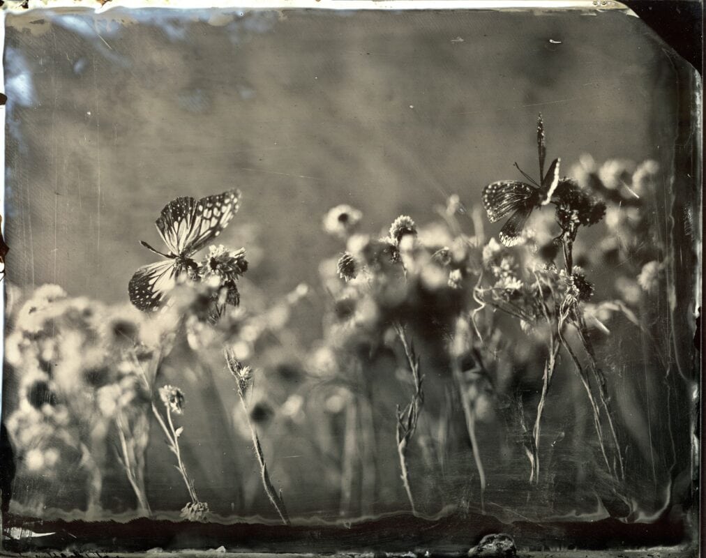 collodion, silver, glass contemporary wet plate photography 1